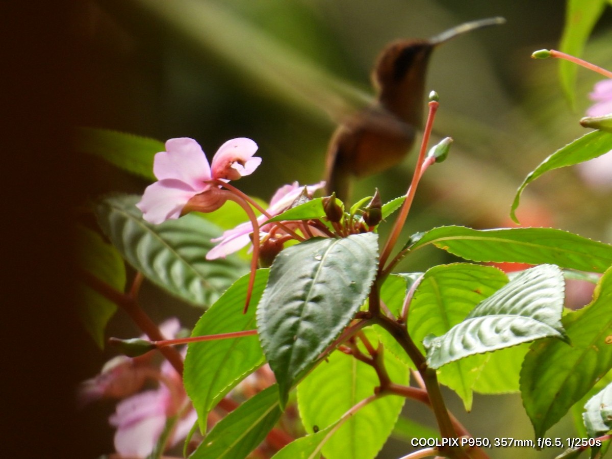 Stripe-throated Hermit - ML644812304