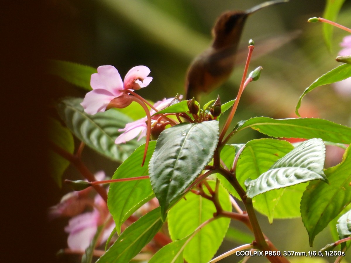 Stripe-throated Hermit - ML644812305