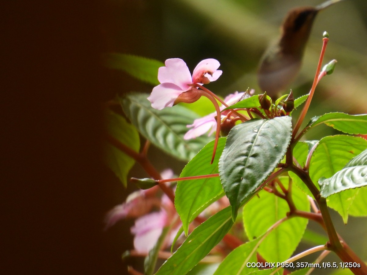 Stripe-throated Hermit - ML644812306