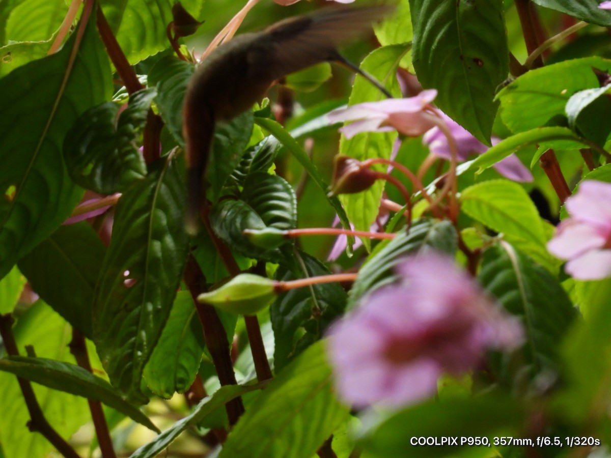 Stripe-throated Hermit - ML644812307