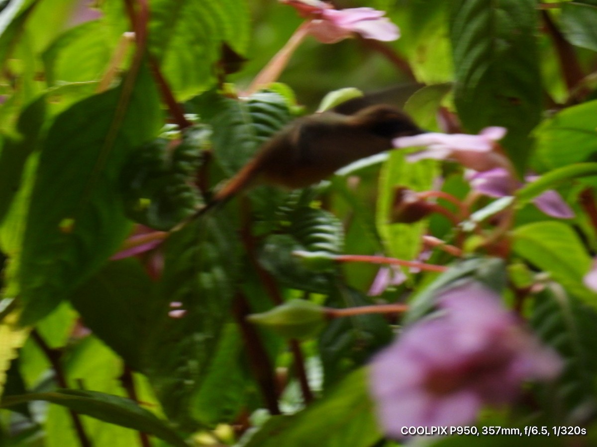 Stripe-throated Hermit - ML644812308