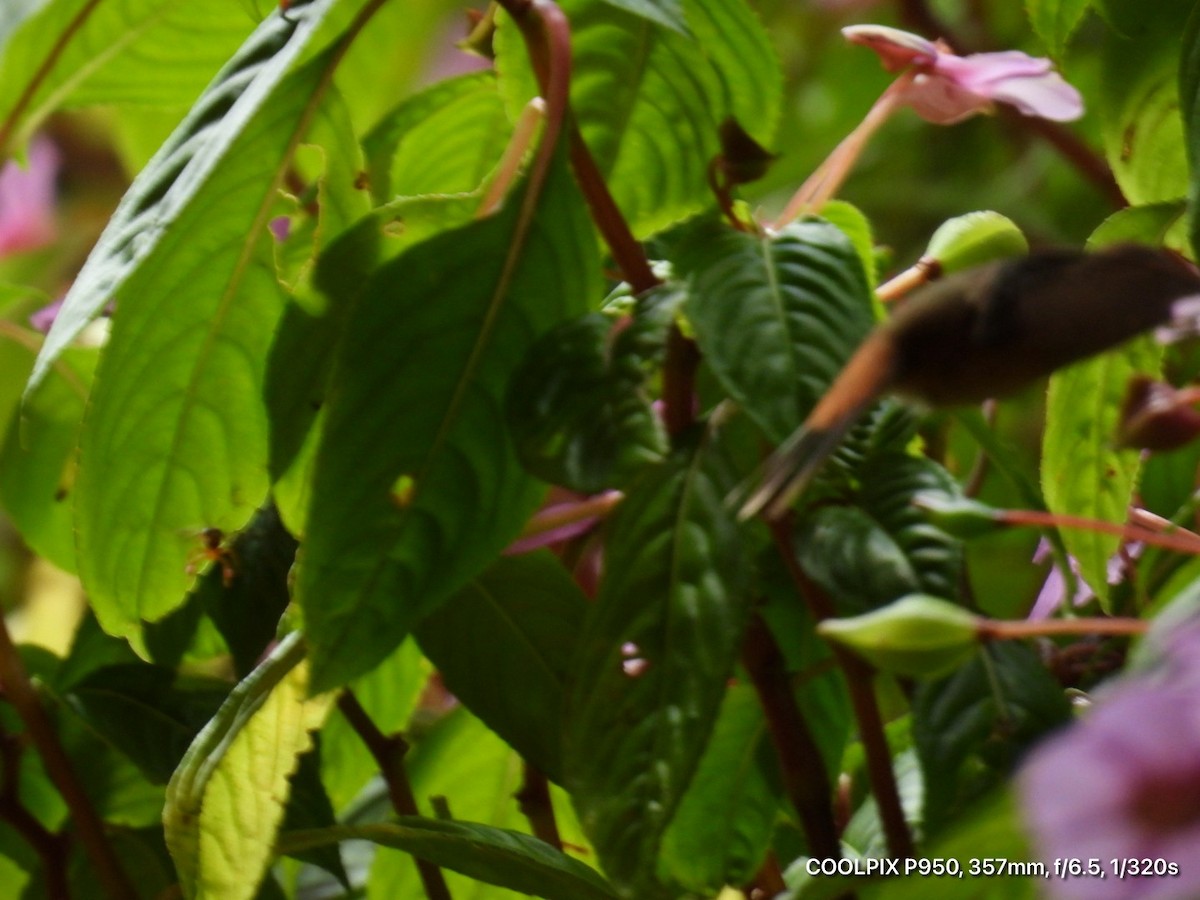 Stripe-throated Hermit - ML644812309