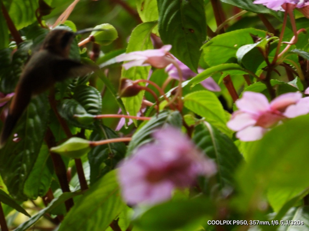 Stripe-throated Hermit - ML644812310