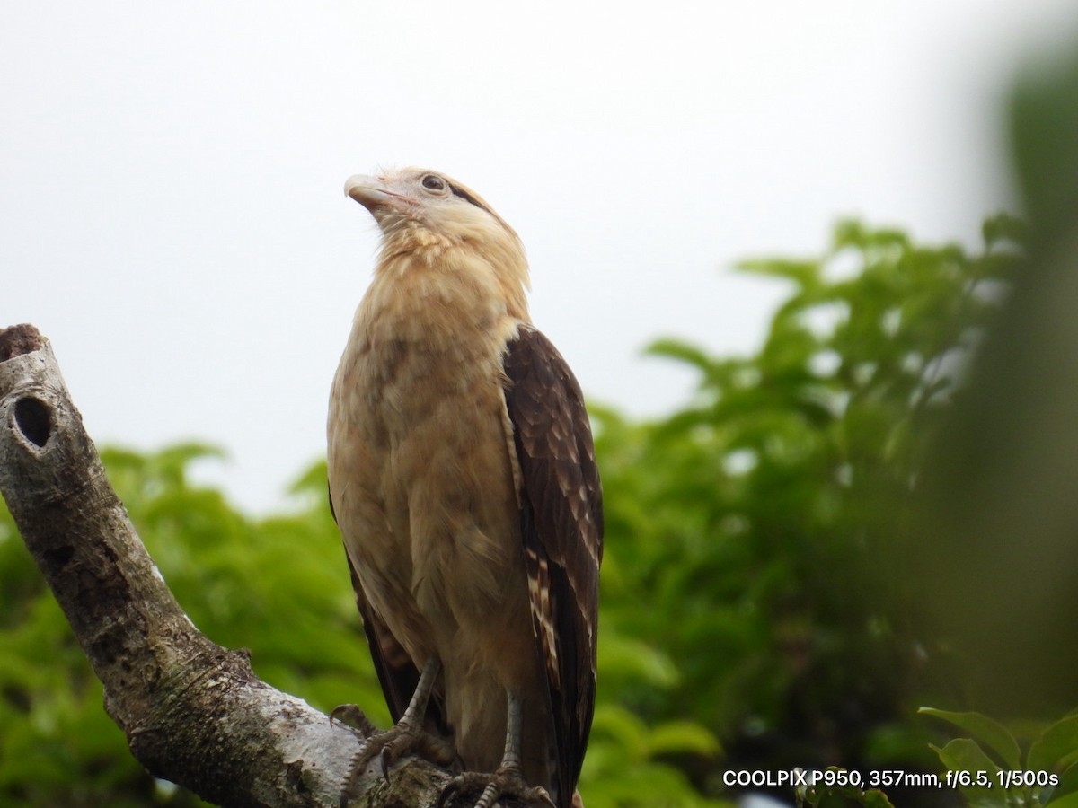 Yellow-headed Caracara - ML644812330