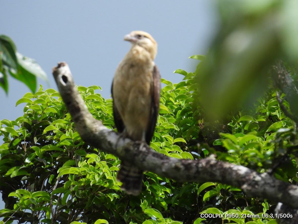 Yellow-headed Caracara - ML644812331