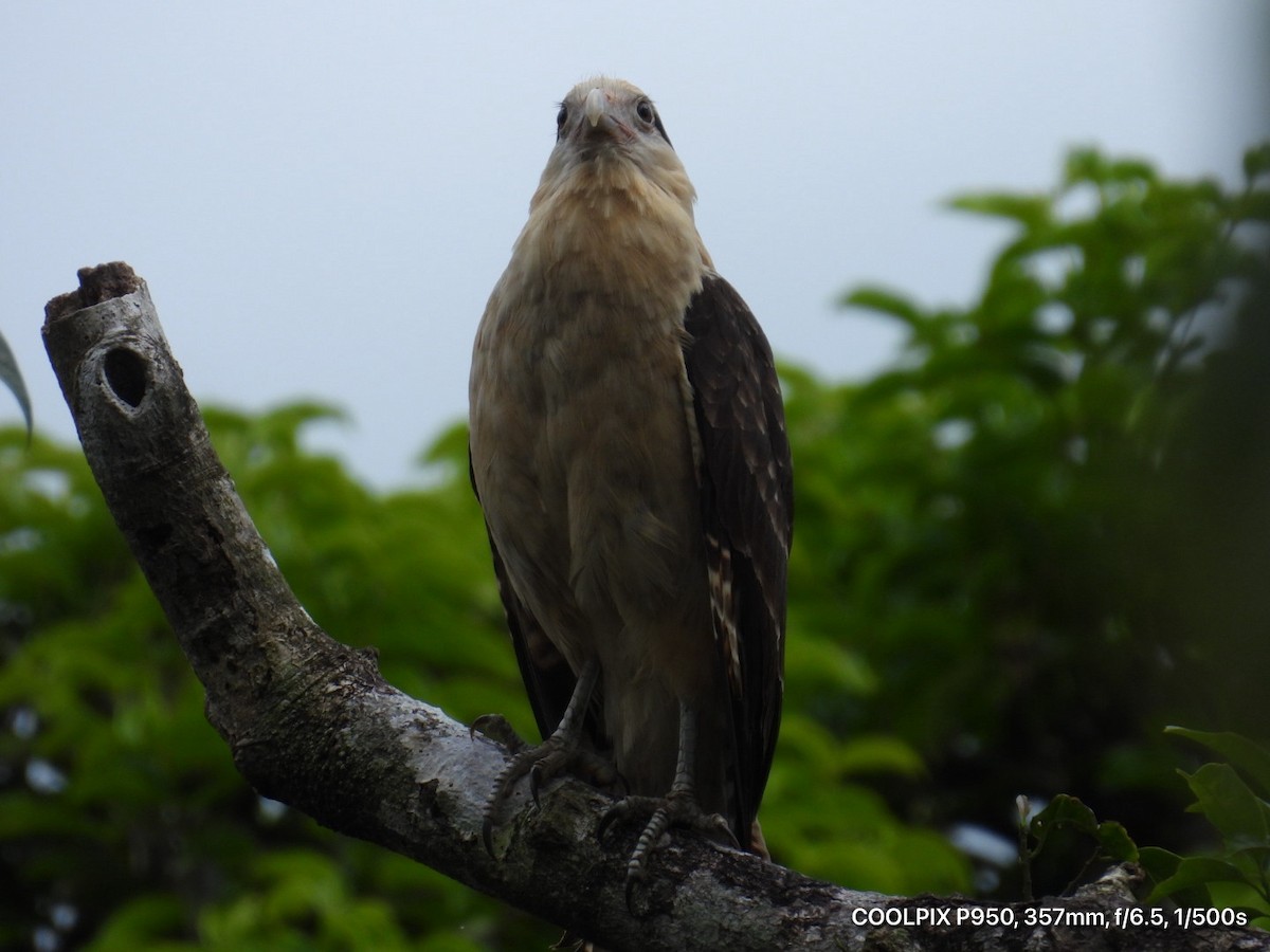 Yellow-headed Caracara - ML644812332