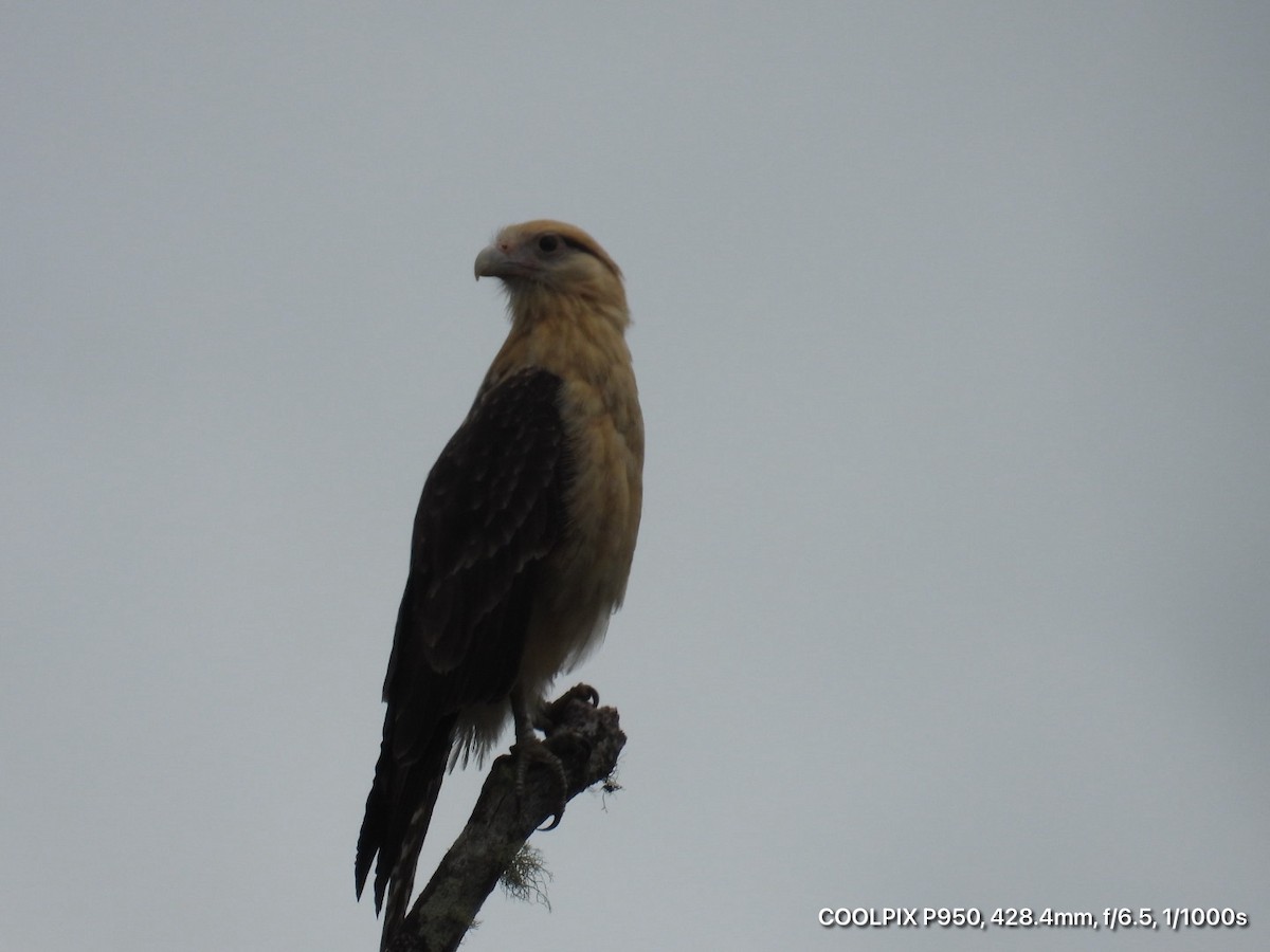 Yellow-headed Caracara - ML644812333