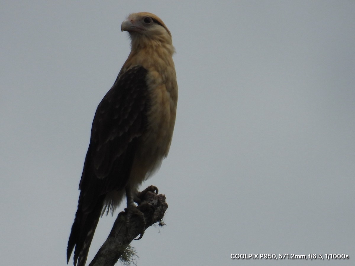 Yellow-headed Caracara - ML644812334