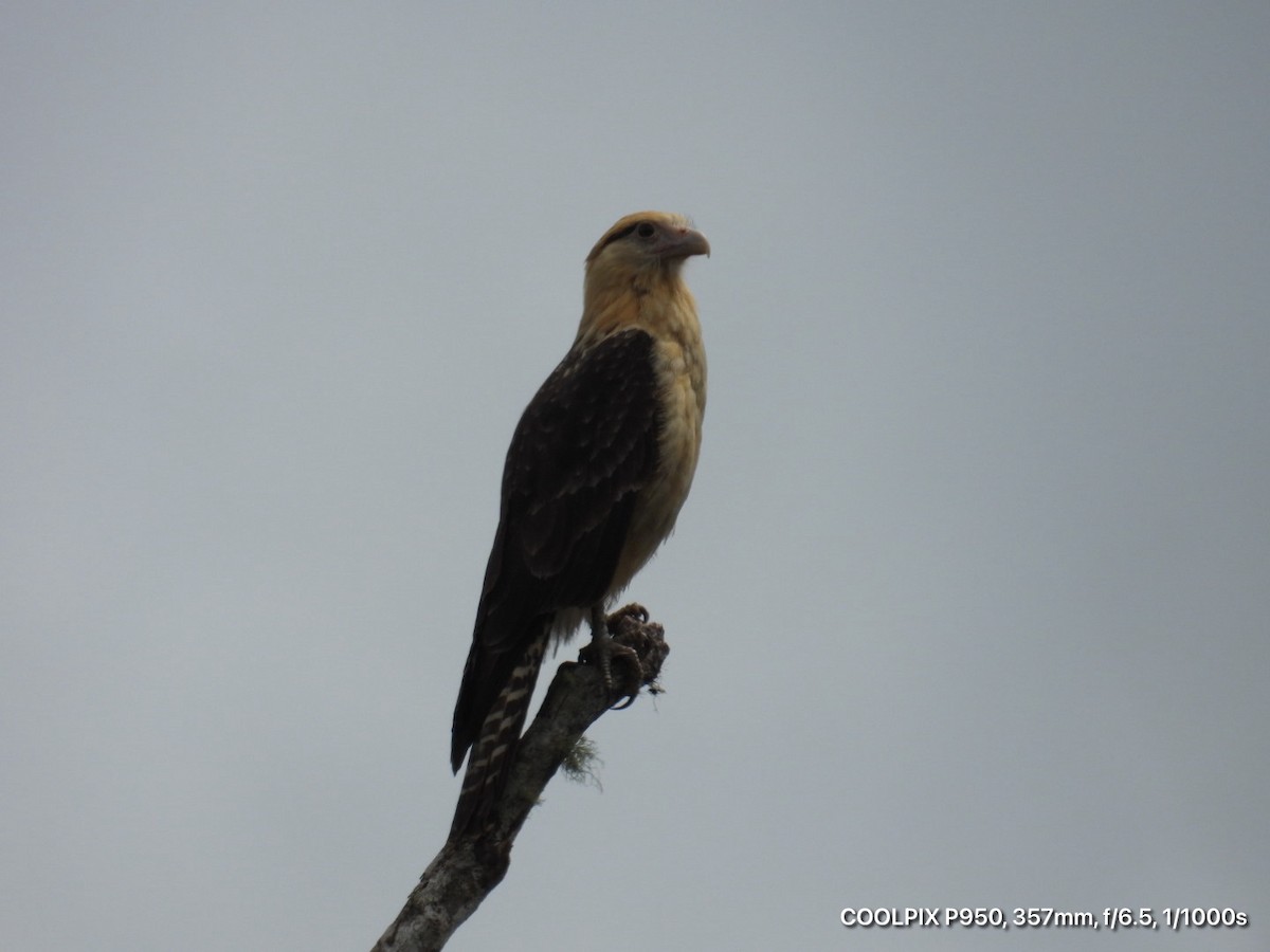Yellow-headed Caracara - ML644812335
