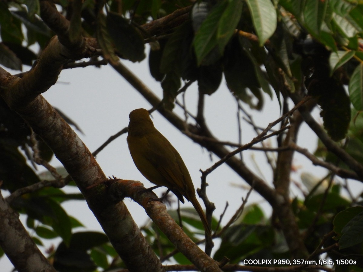 Summer Tanager - ML644812359