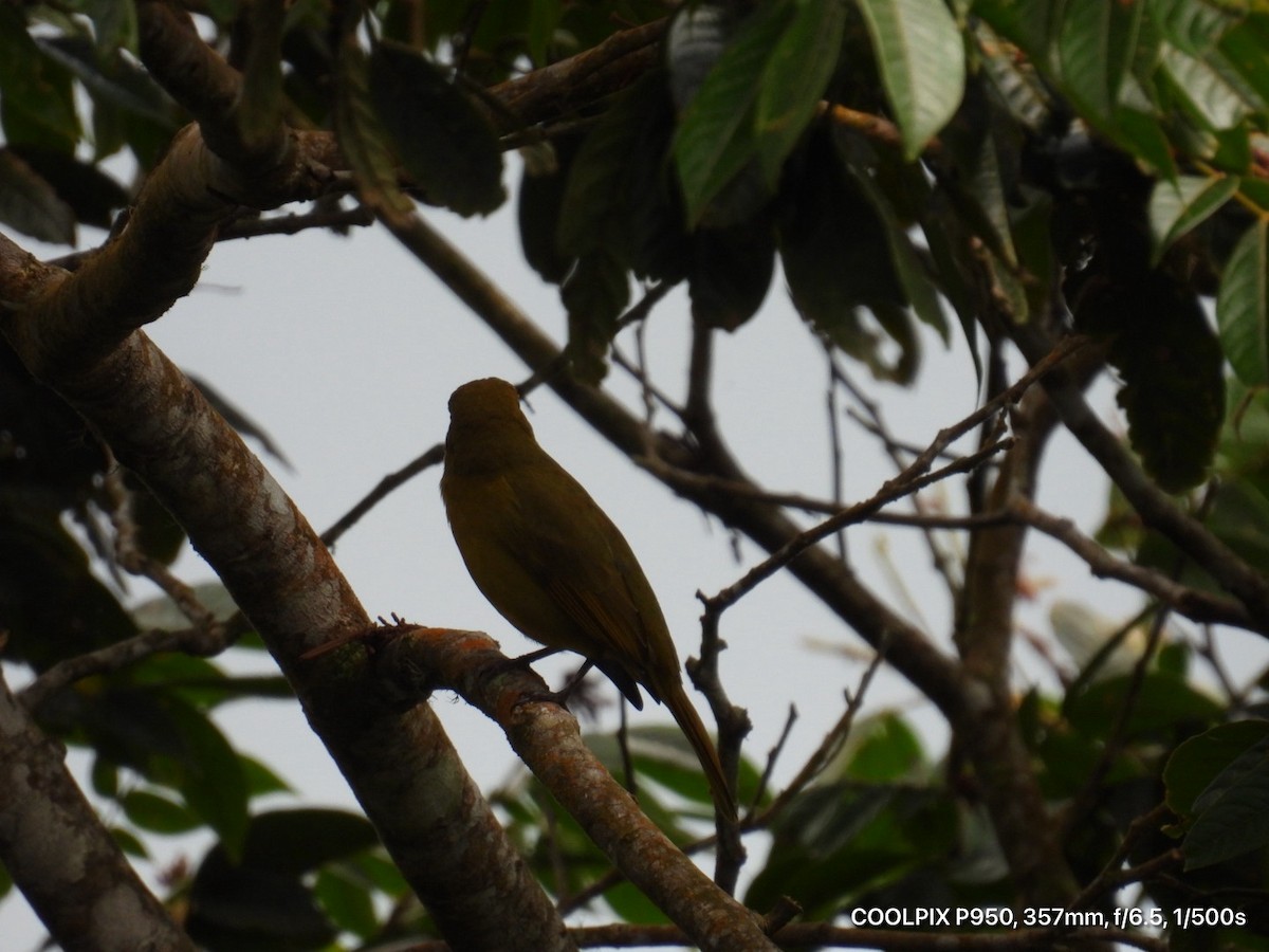 Summer Tanager - ML644812360
