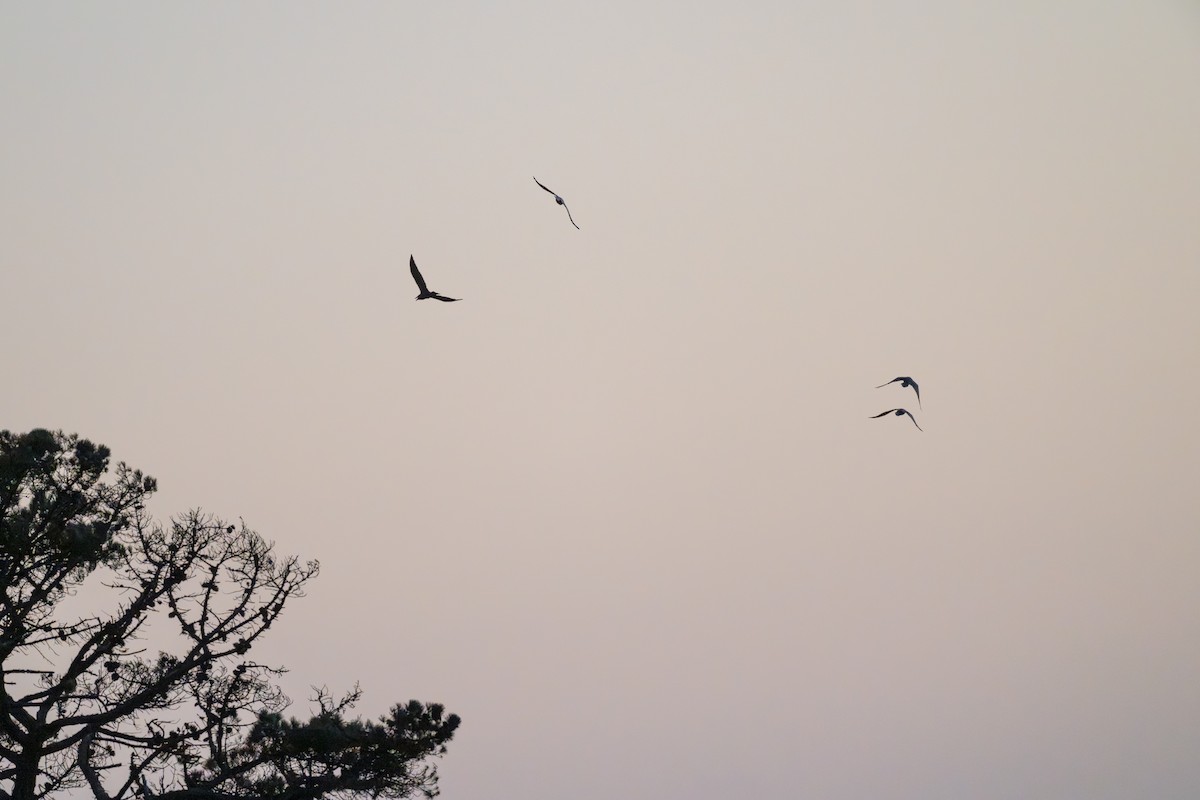 Grand Corbeau - ML644812363