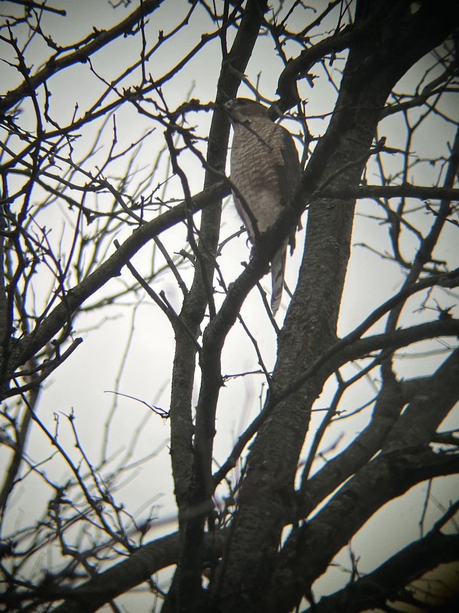 Cooper's Hawk - ML644812365