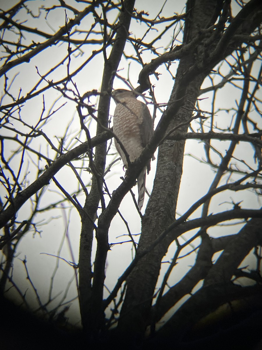 Cooper's Hawk - ML644812366