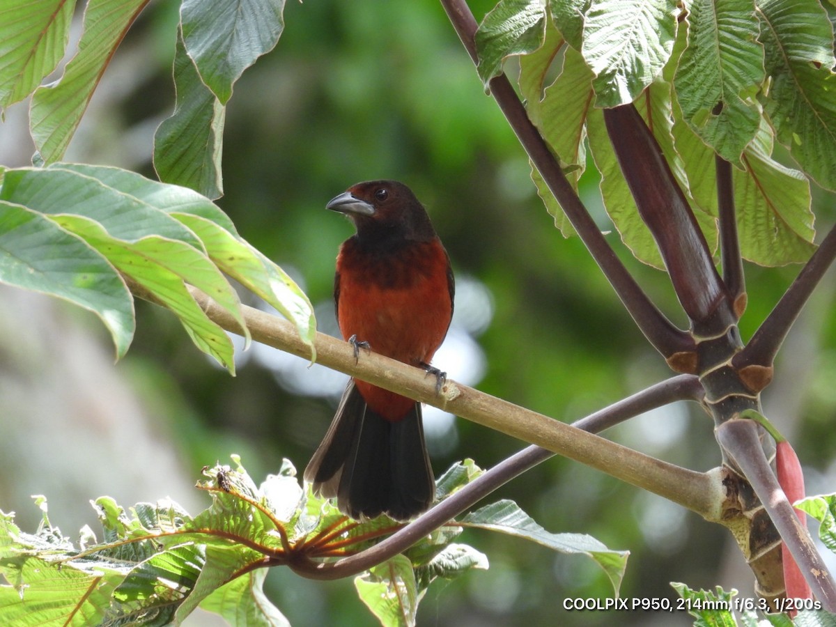 Crimson-backed Tanager - ML644812376
