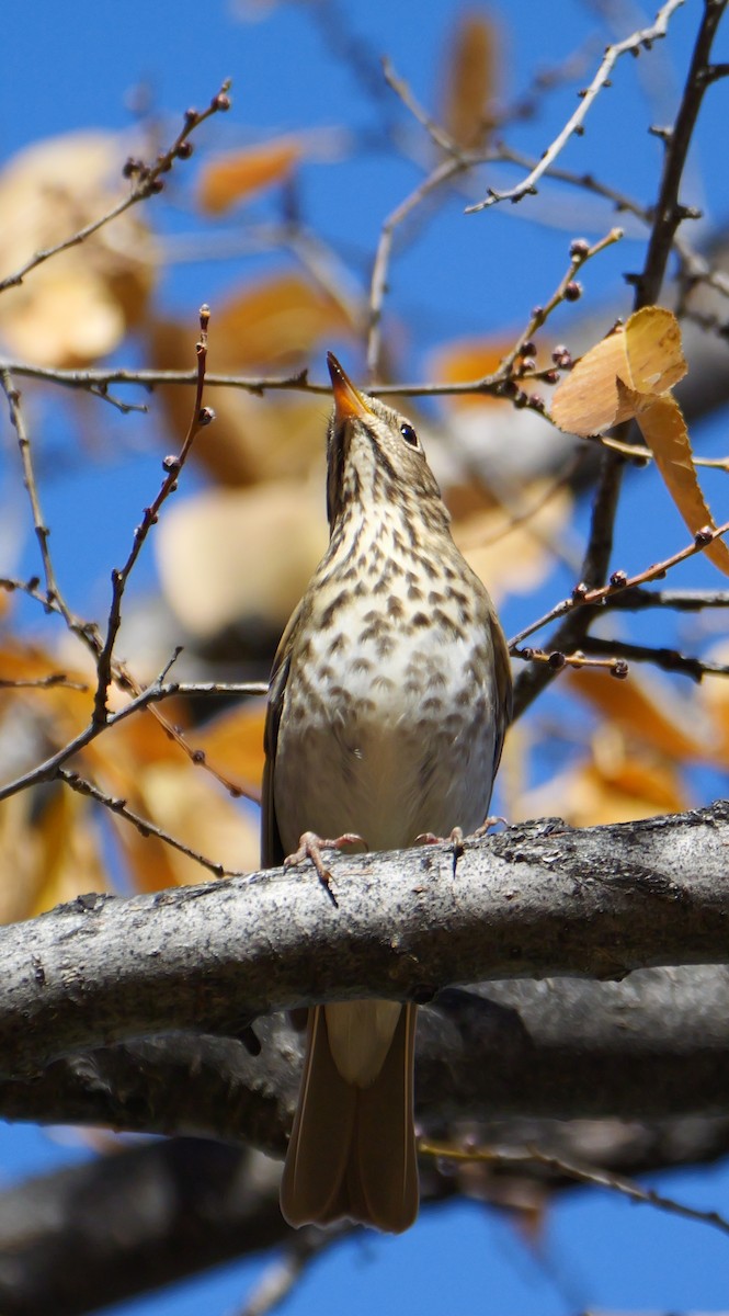 Einsiedler-Musendrossel - ML644812410