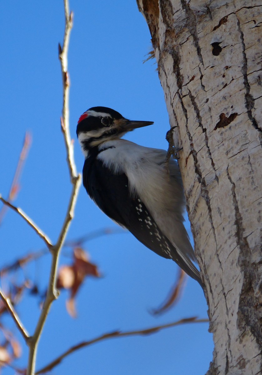 Hairy Woodpecker - ML644812434