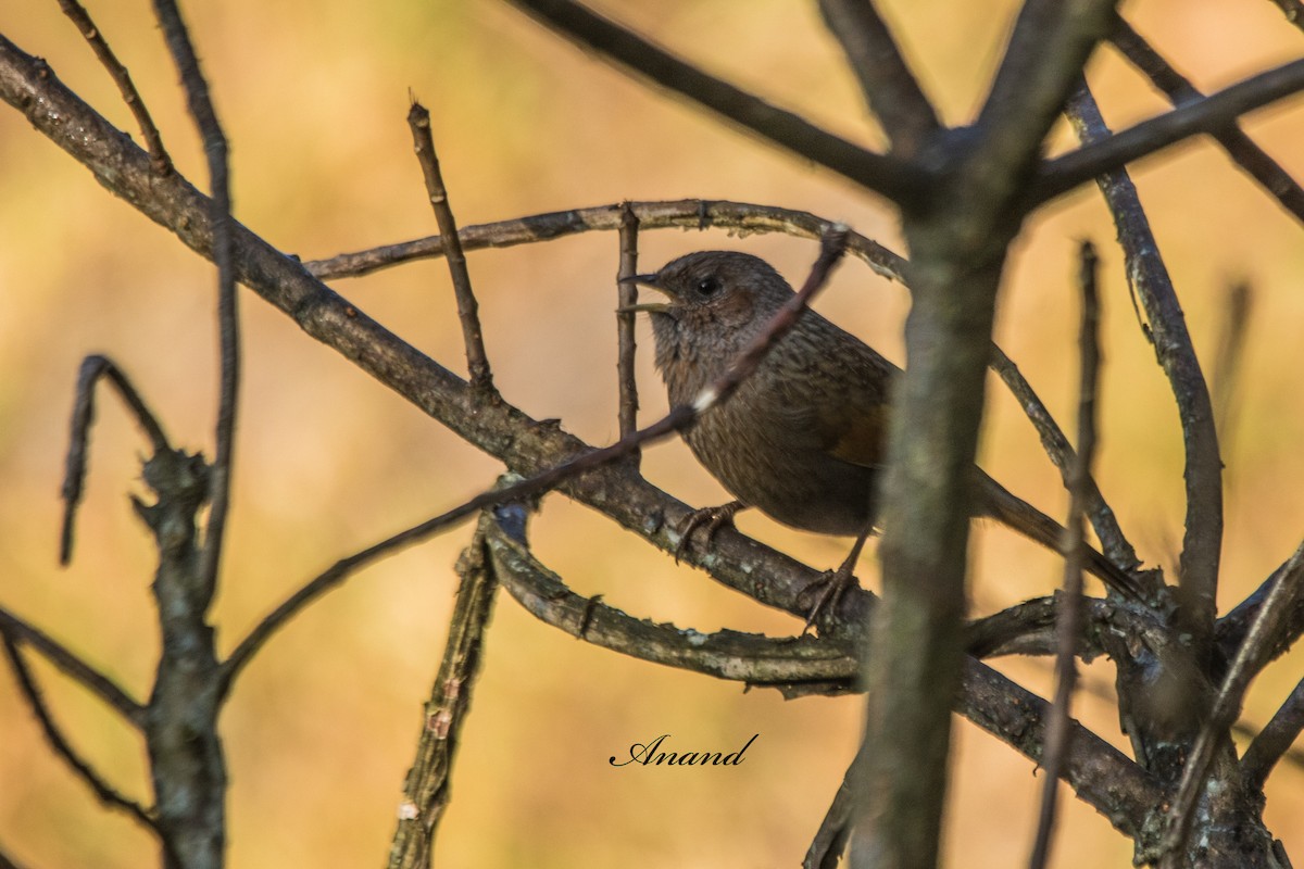 Streaked Laughingthrush - ML644812452