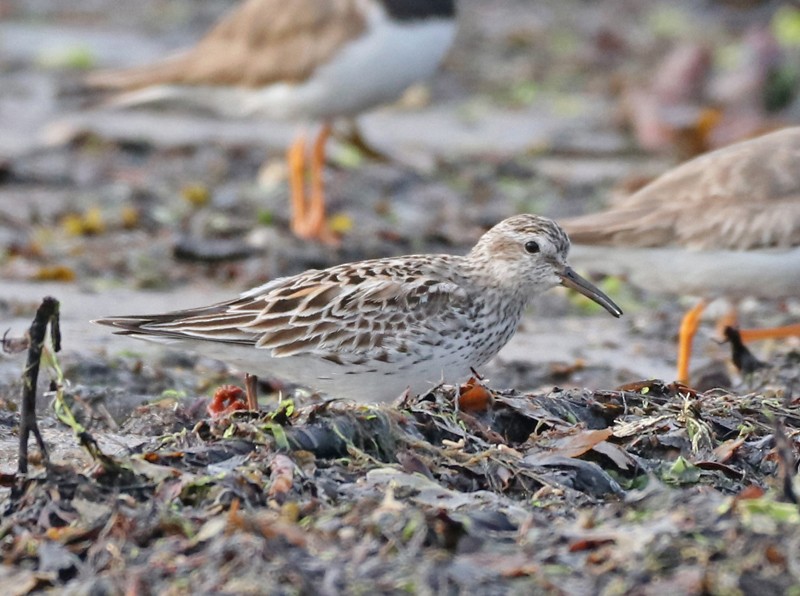 jespák tundrový - ML644812461