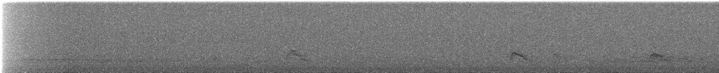 Canard siffleur - ML644812502