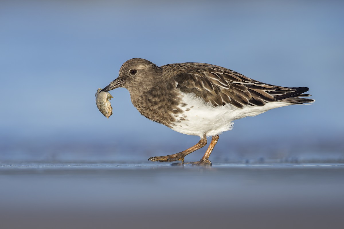 Black Turnstone - ML644812503