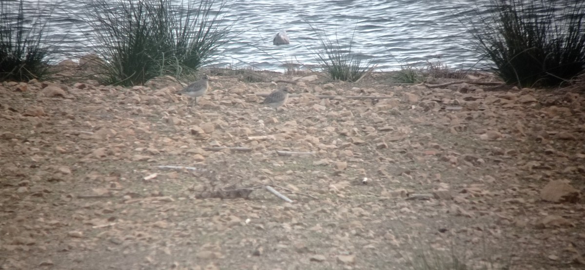 Black-bellied Plover - ML644812509