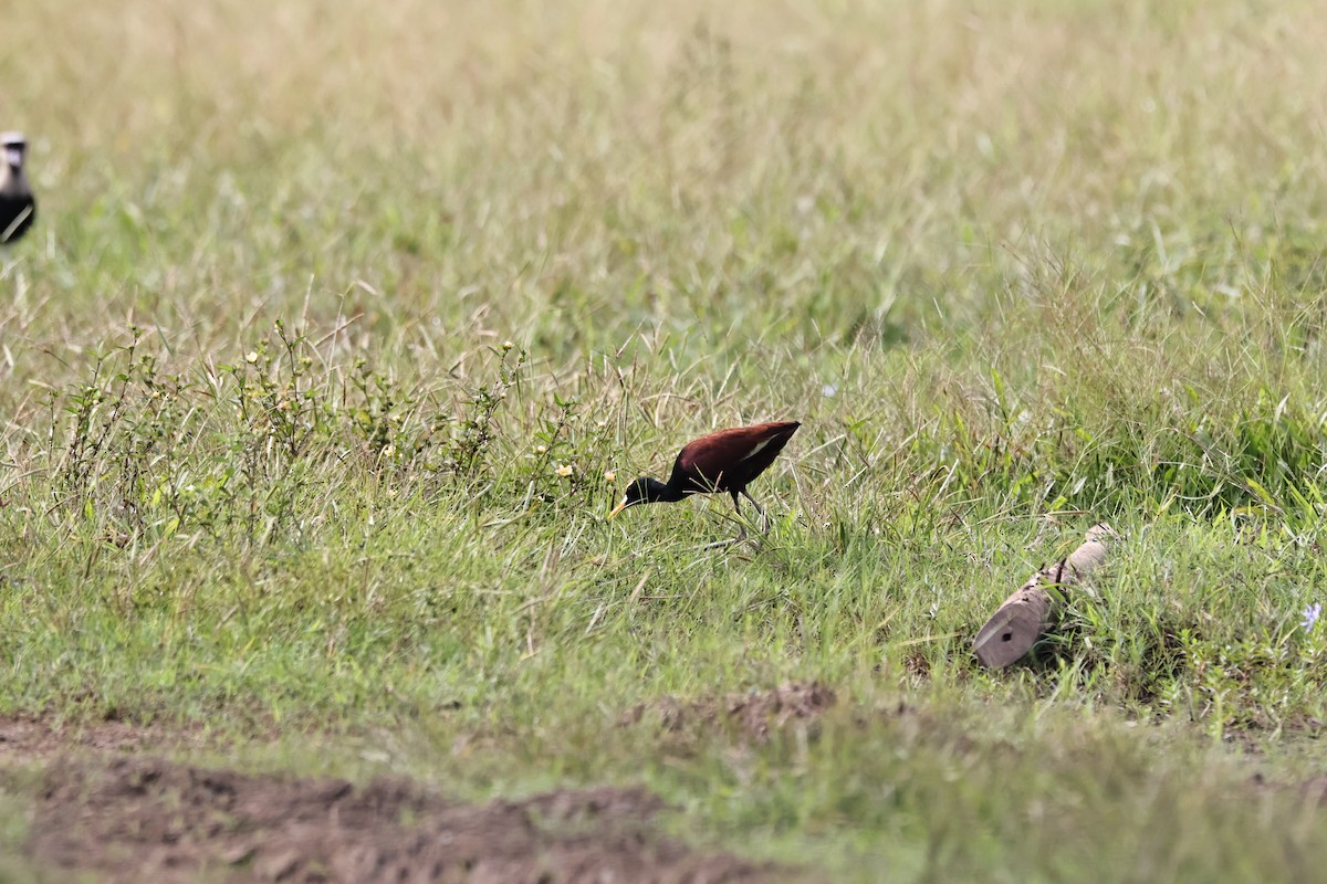 Jakana karibearra - ML644812515