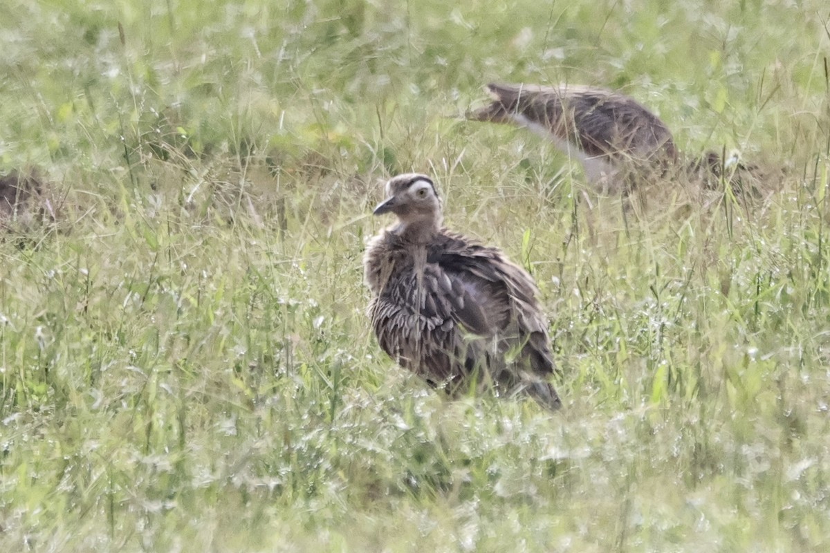 Double-striped Thick-knee - ML644812519