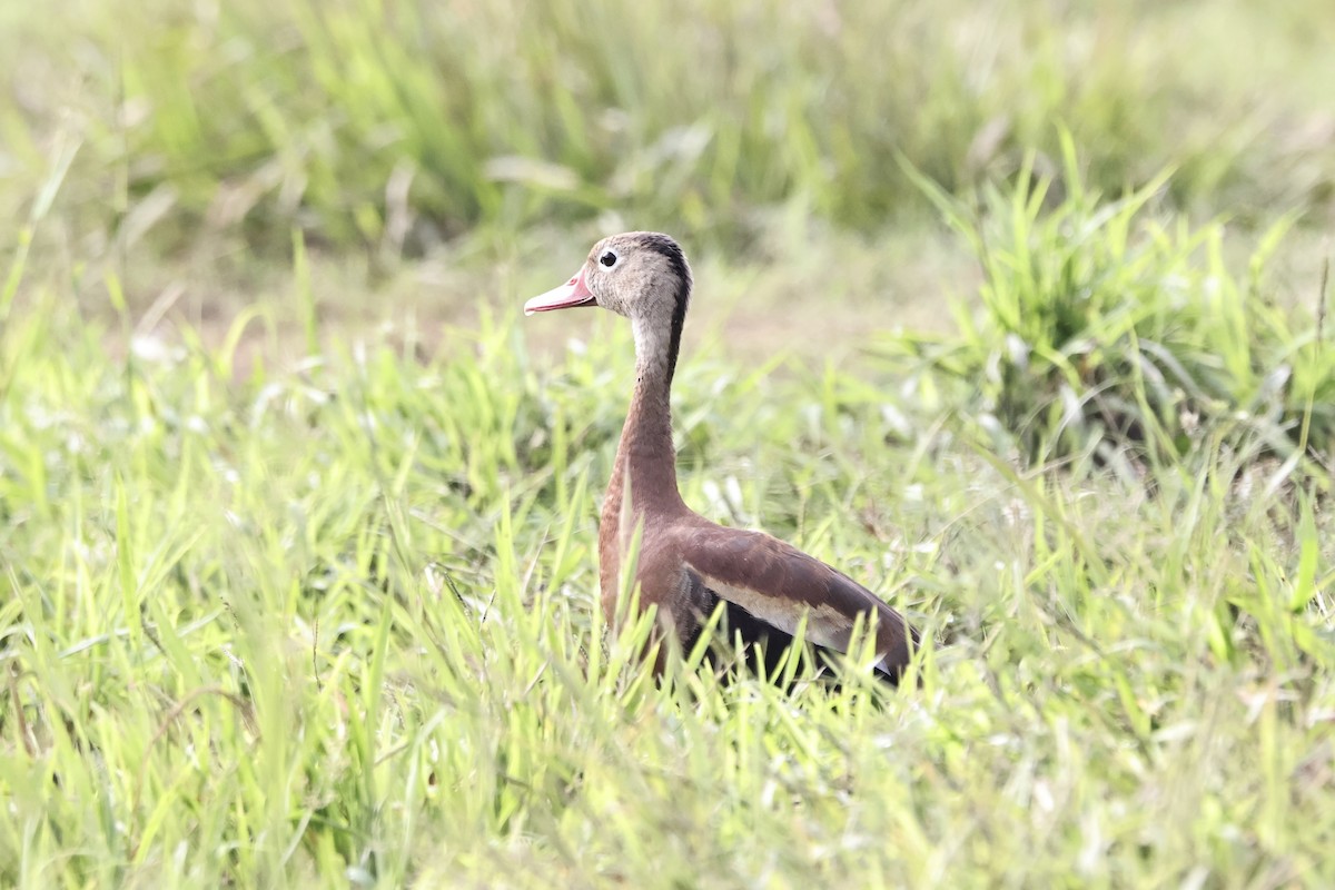 Zuhaitz-ahate mokogorria - ML644812525