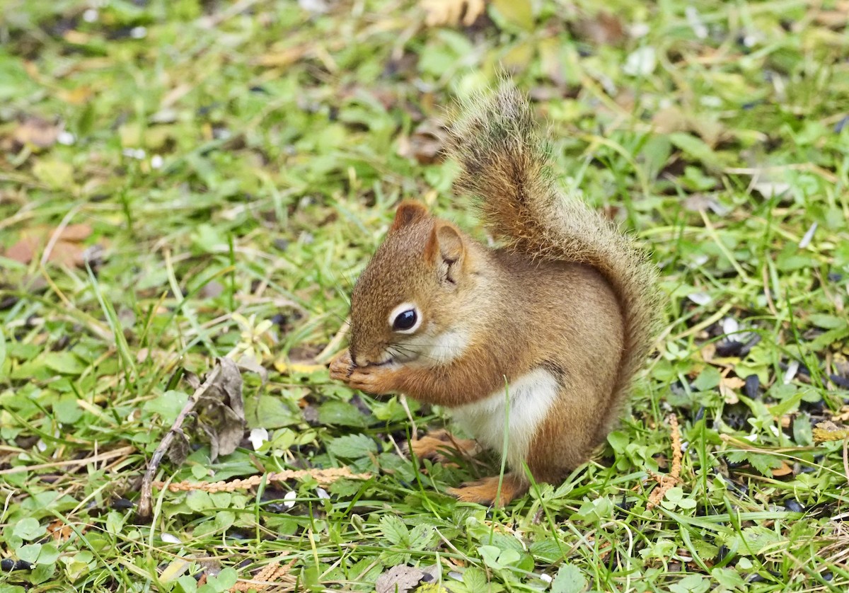 動物界 - ML644812526