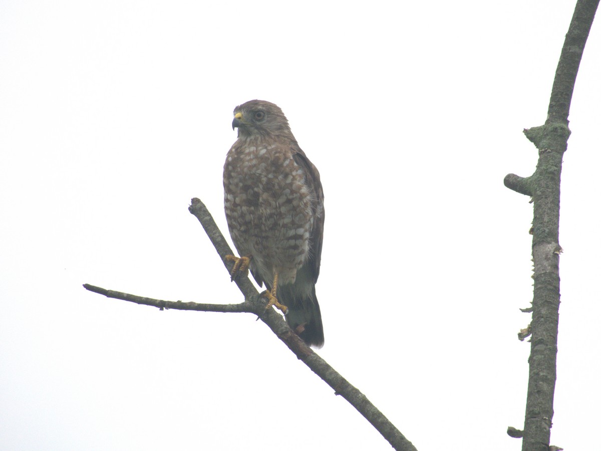 Broad-winged Hawk - ML644812528