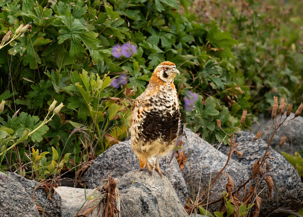 Tibetan Partridge - ML644812539