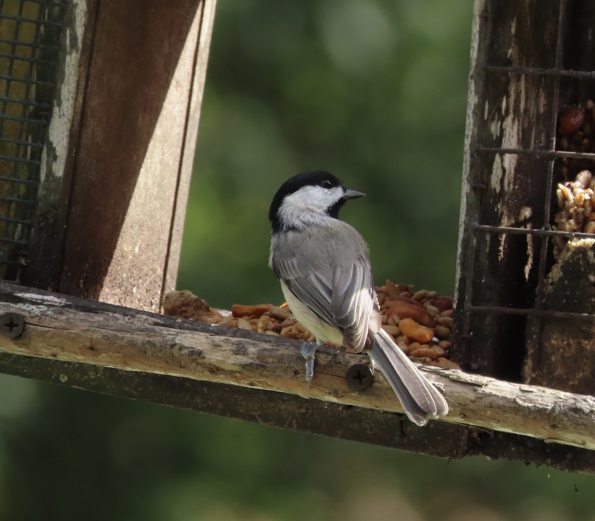Carolina Chickadee - ML644812541