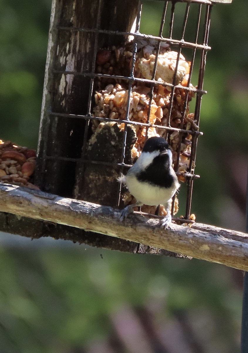 Carolina Chickadee - ML644812542
