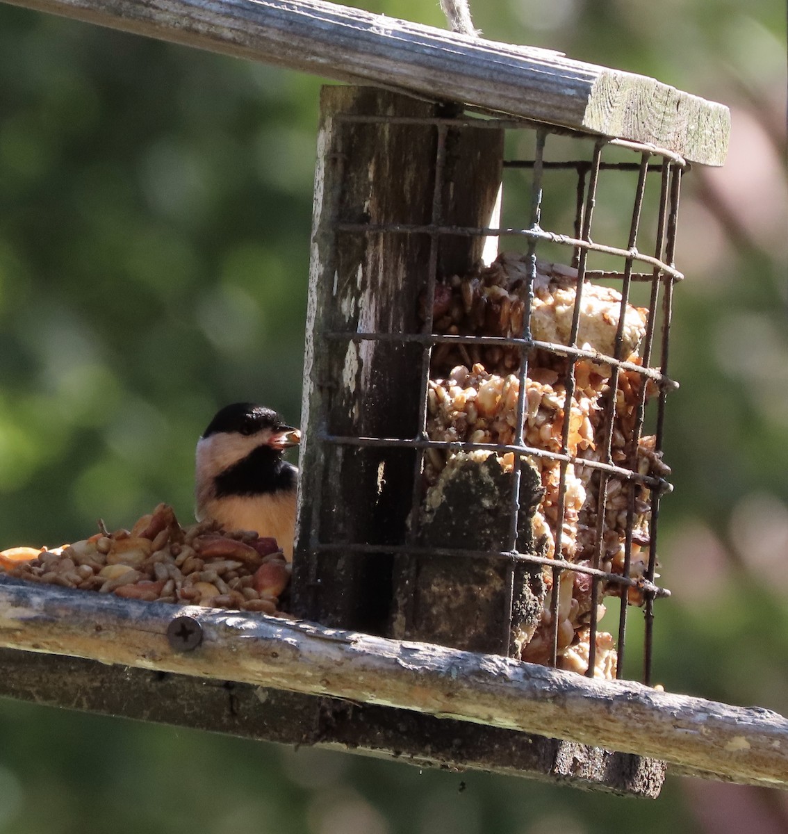 Carolina Chickadee - ML644812543