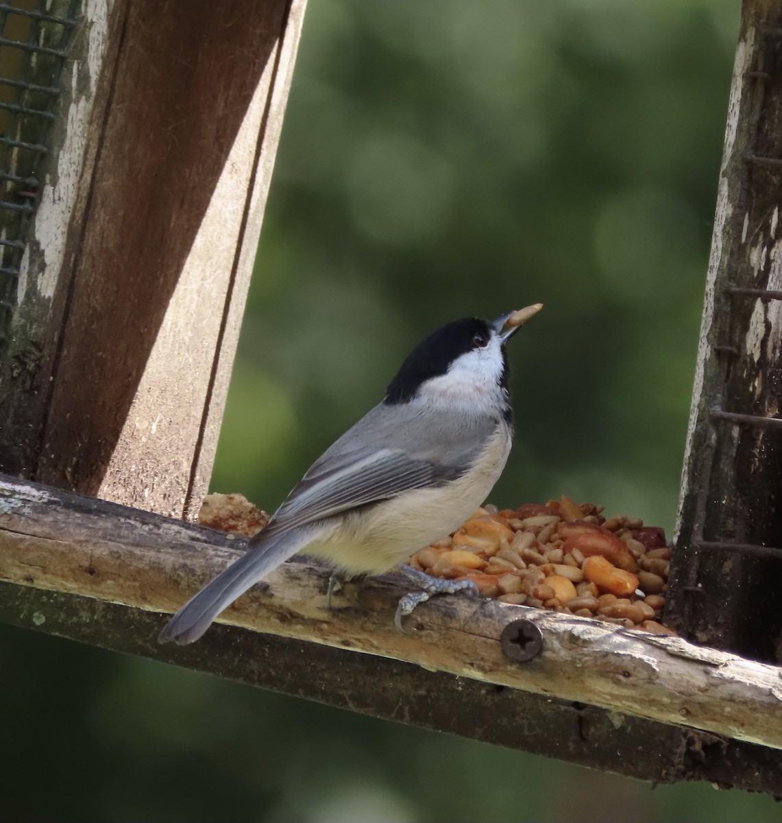 Carolina Chickadee - ML644812544