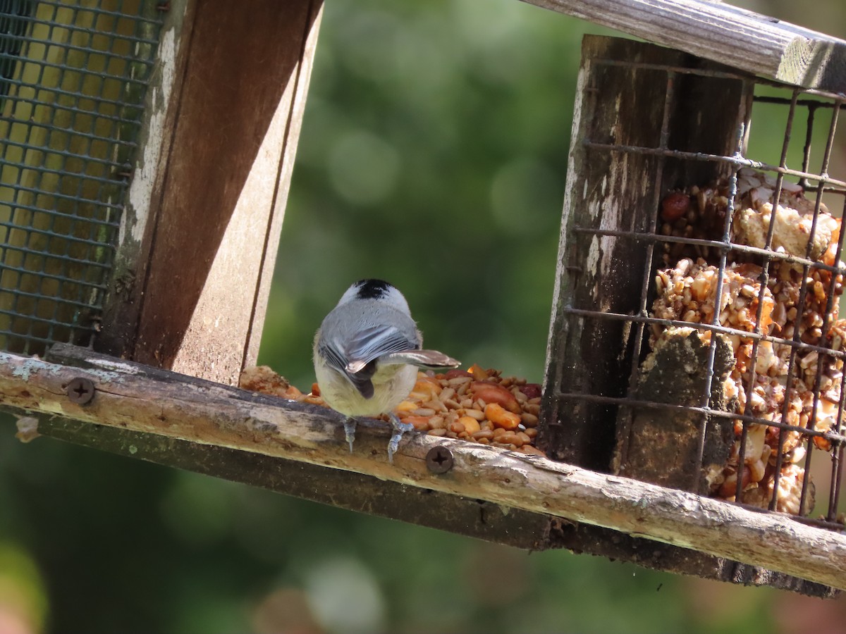Carolina Chickadee - ML644812545