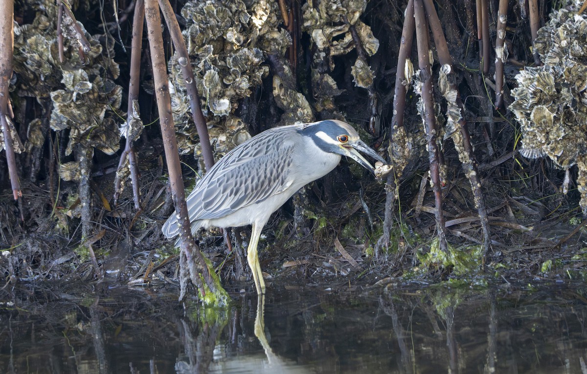 Квак чорногорлий - ML644812553