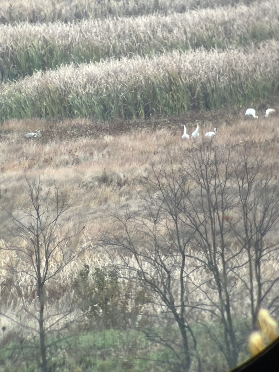 trompettrane - ML644812556