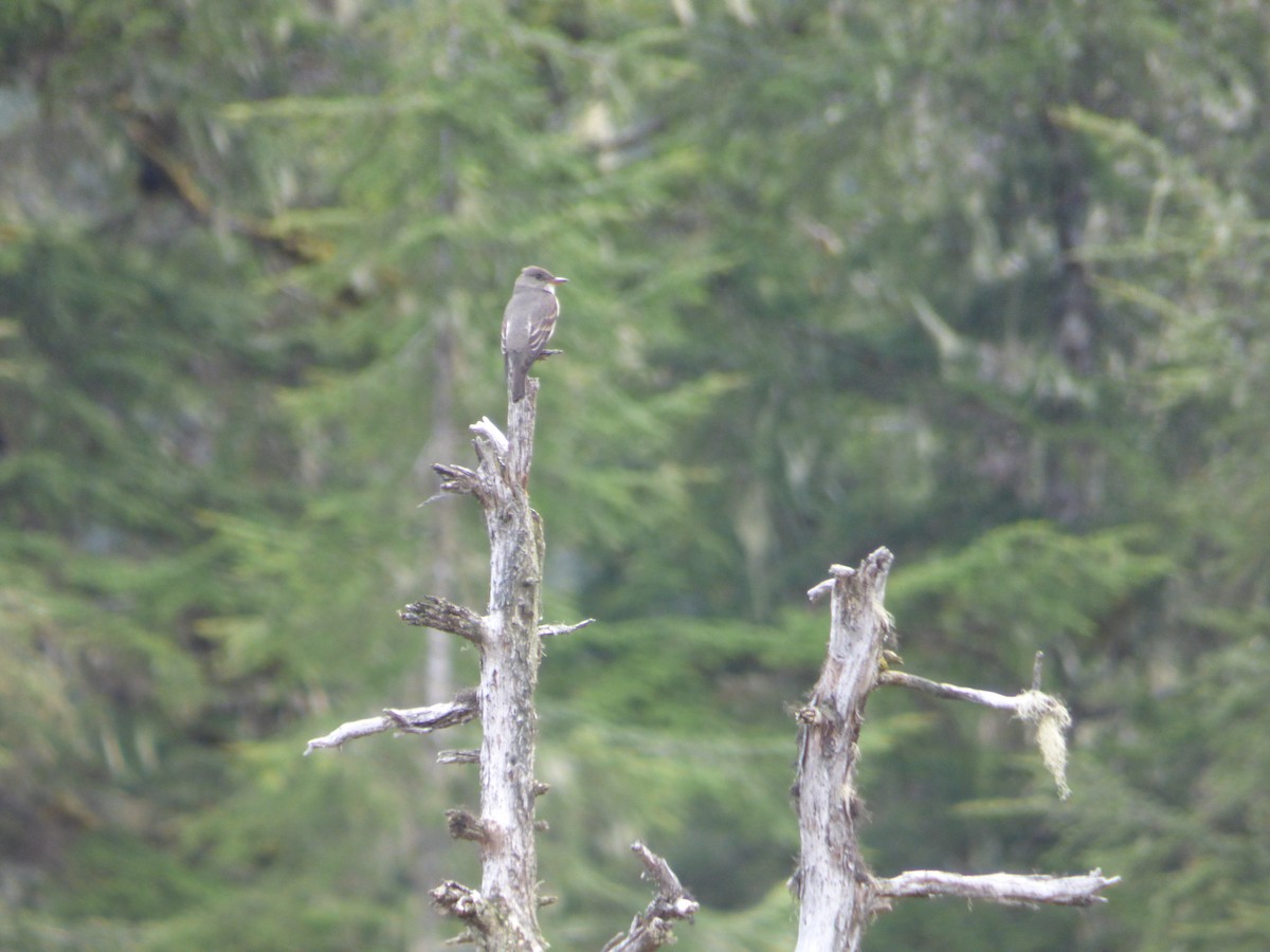 Küçük Boreal Sinekkapan - ML644812561