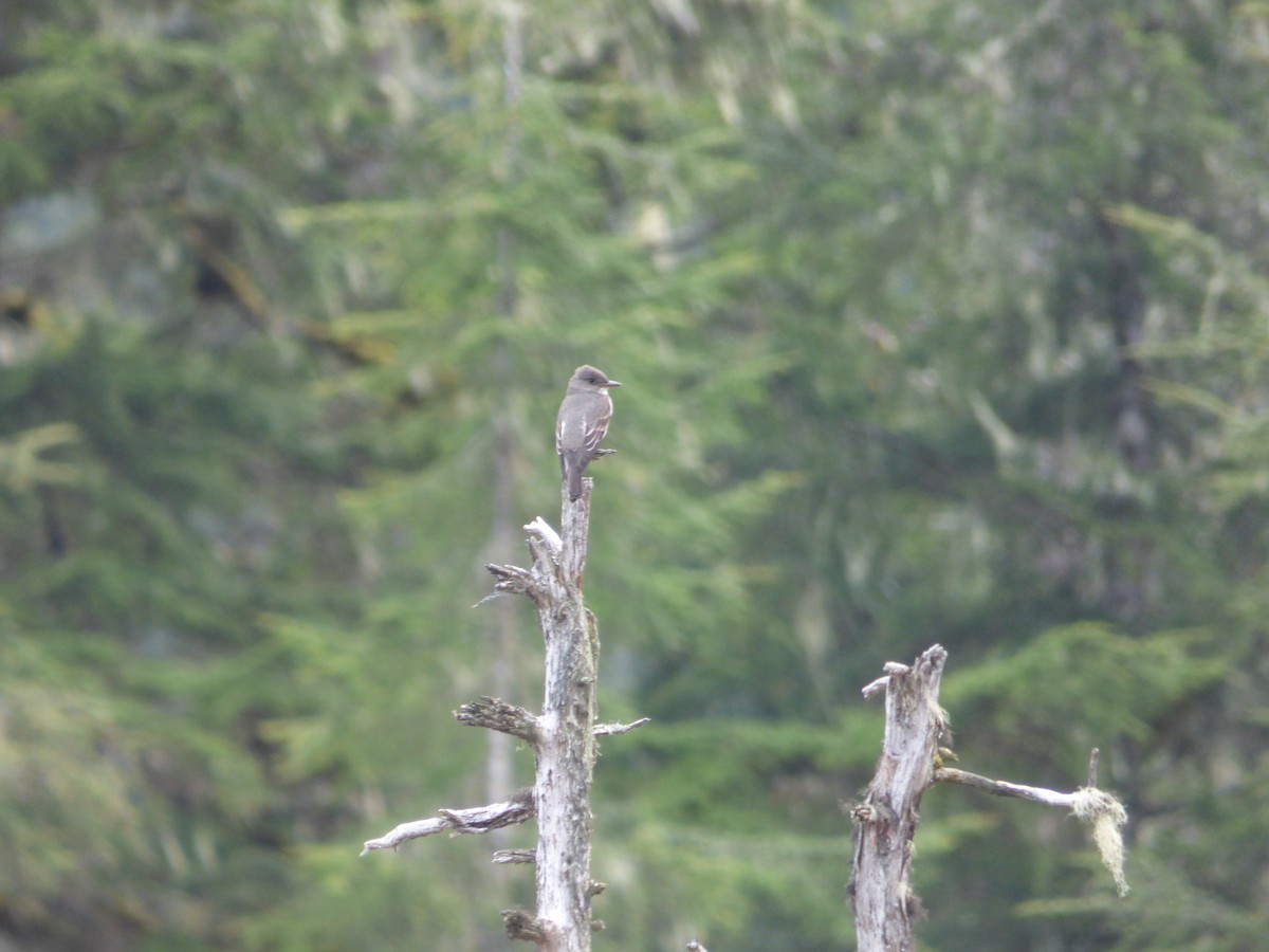 Küçük Boreal Sinekkapan - ML644812562