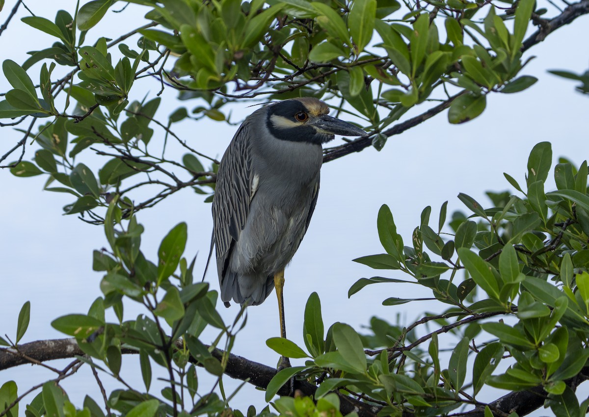 Квак чорногорлий - ML644812564