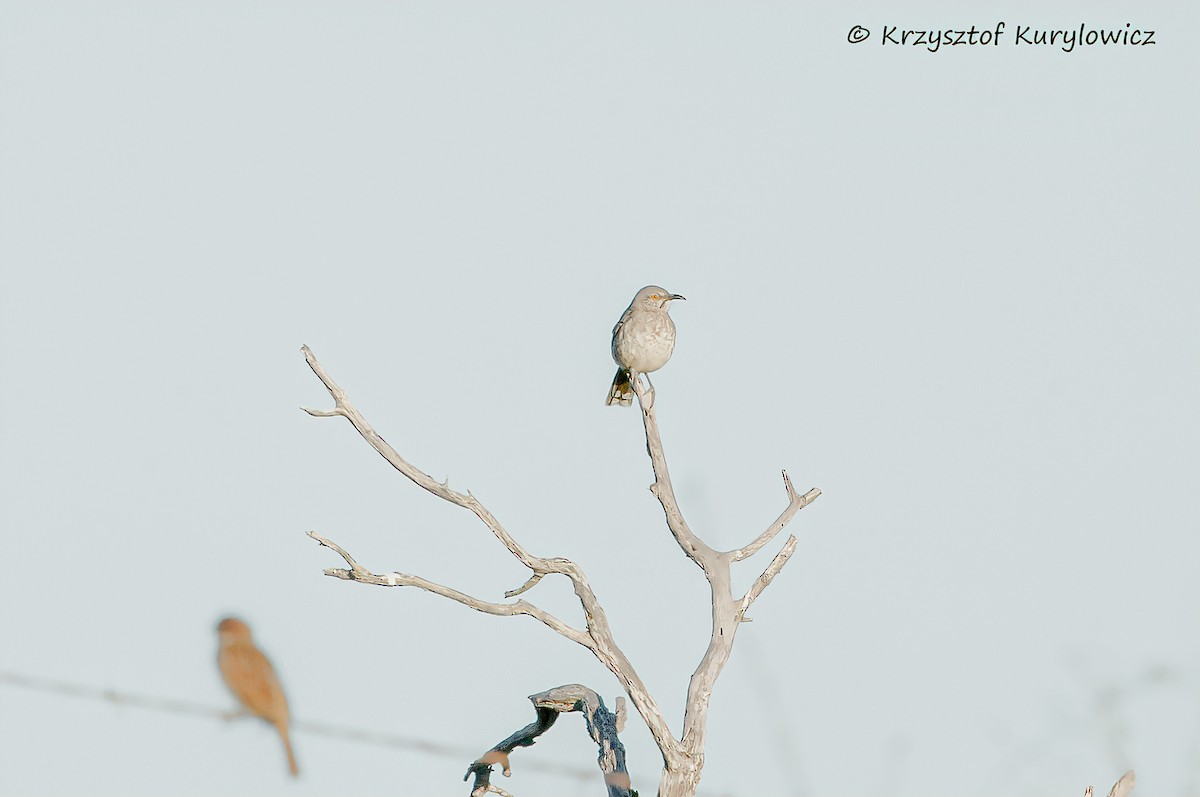 Curve-billed Thrasher - ML644812565