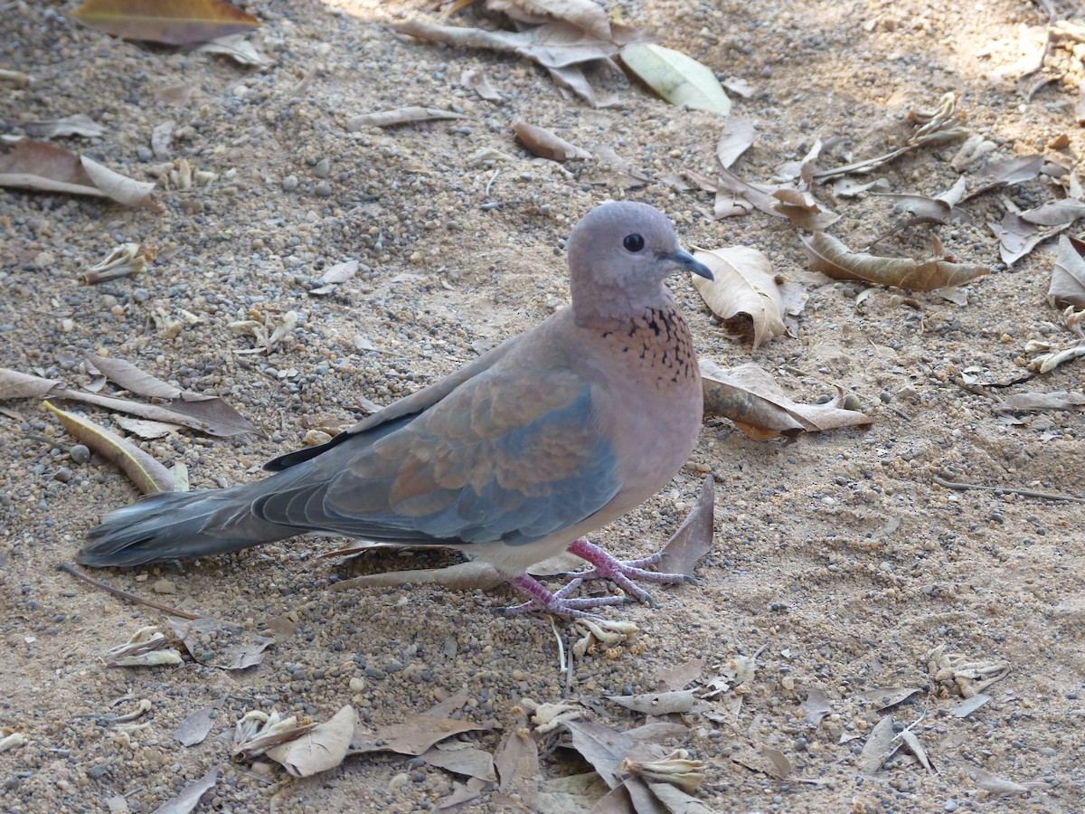 Usapal senegaldarra - ML644812566