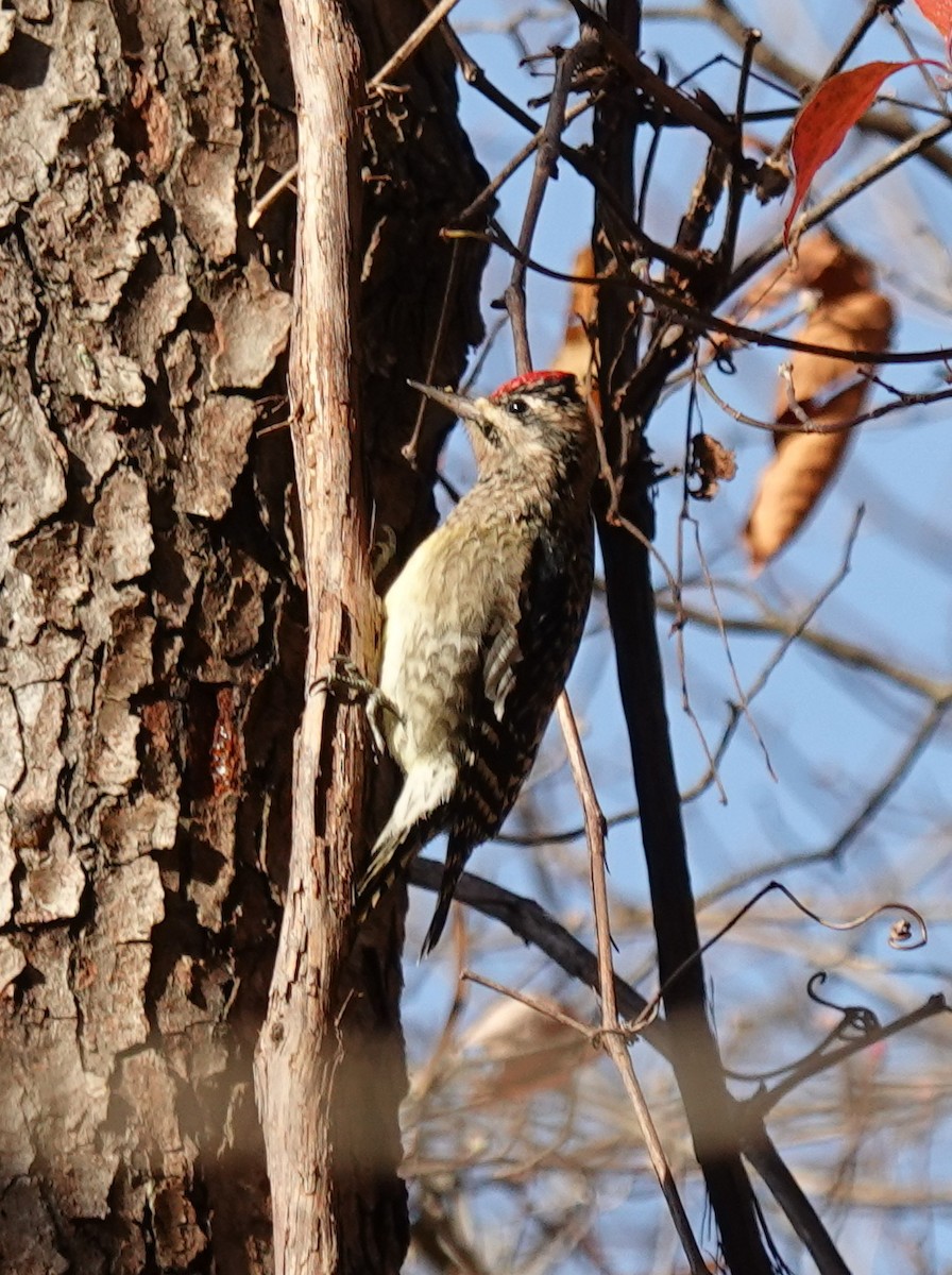 Yellow-bellied Sapsucker - ML644812568