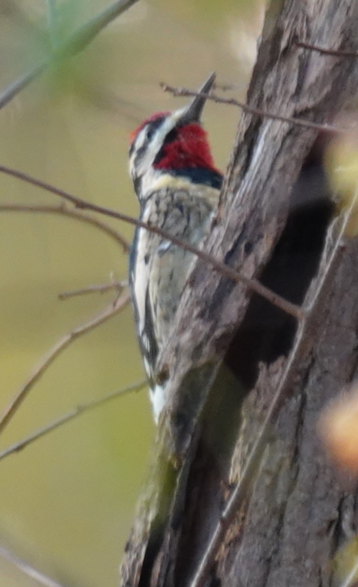 Yellow-bellied Sapsucker - ML644812569
