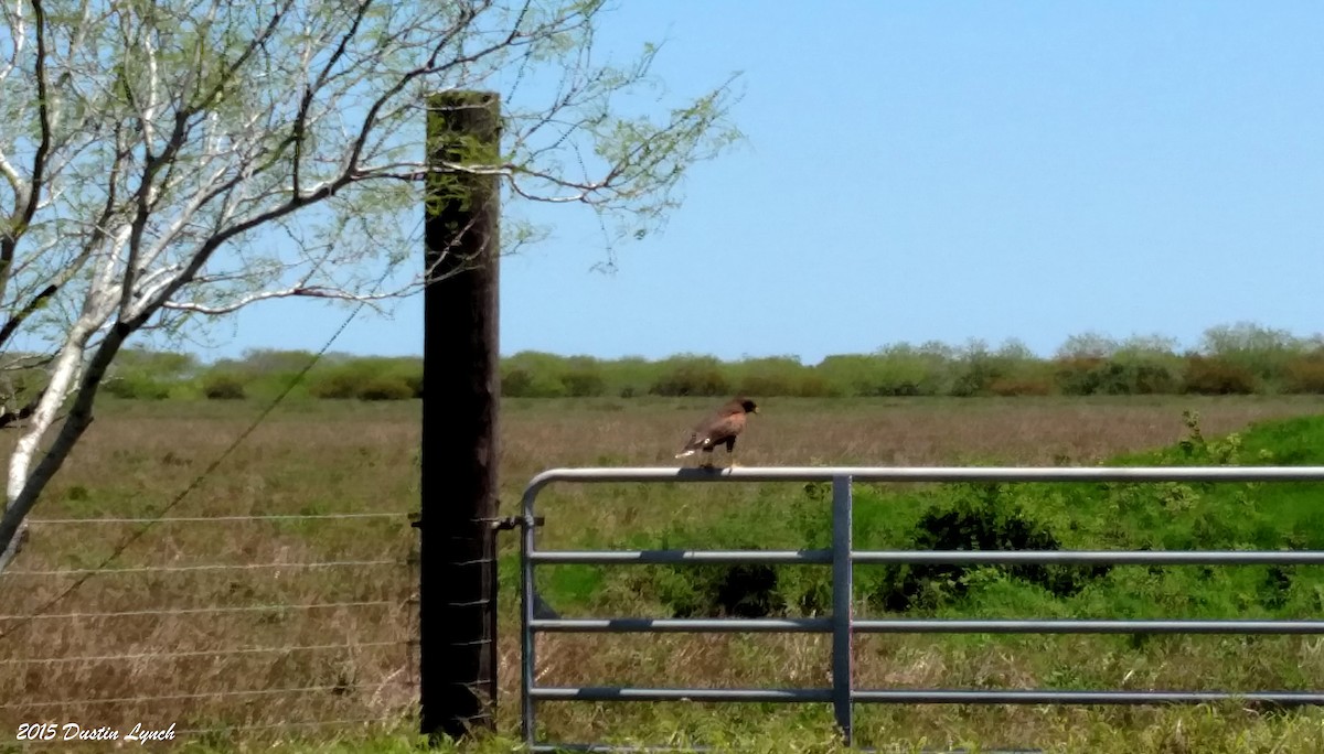 Harris zapelatza - ML644812570