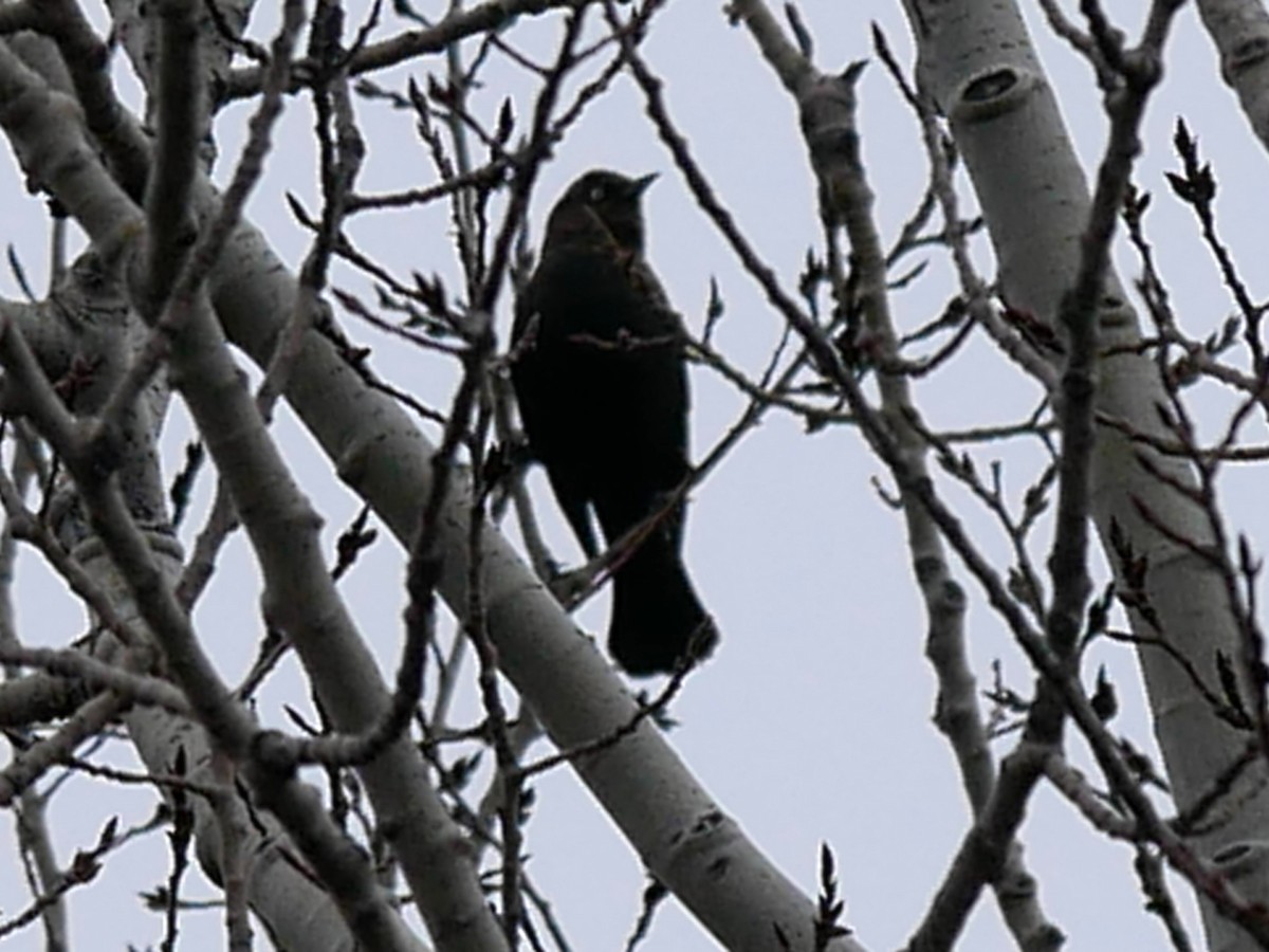Rusty Blackbird - ML644812571