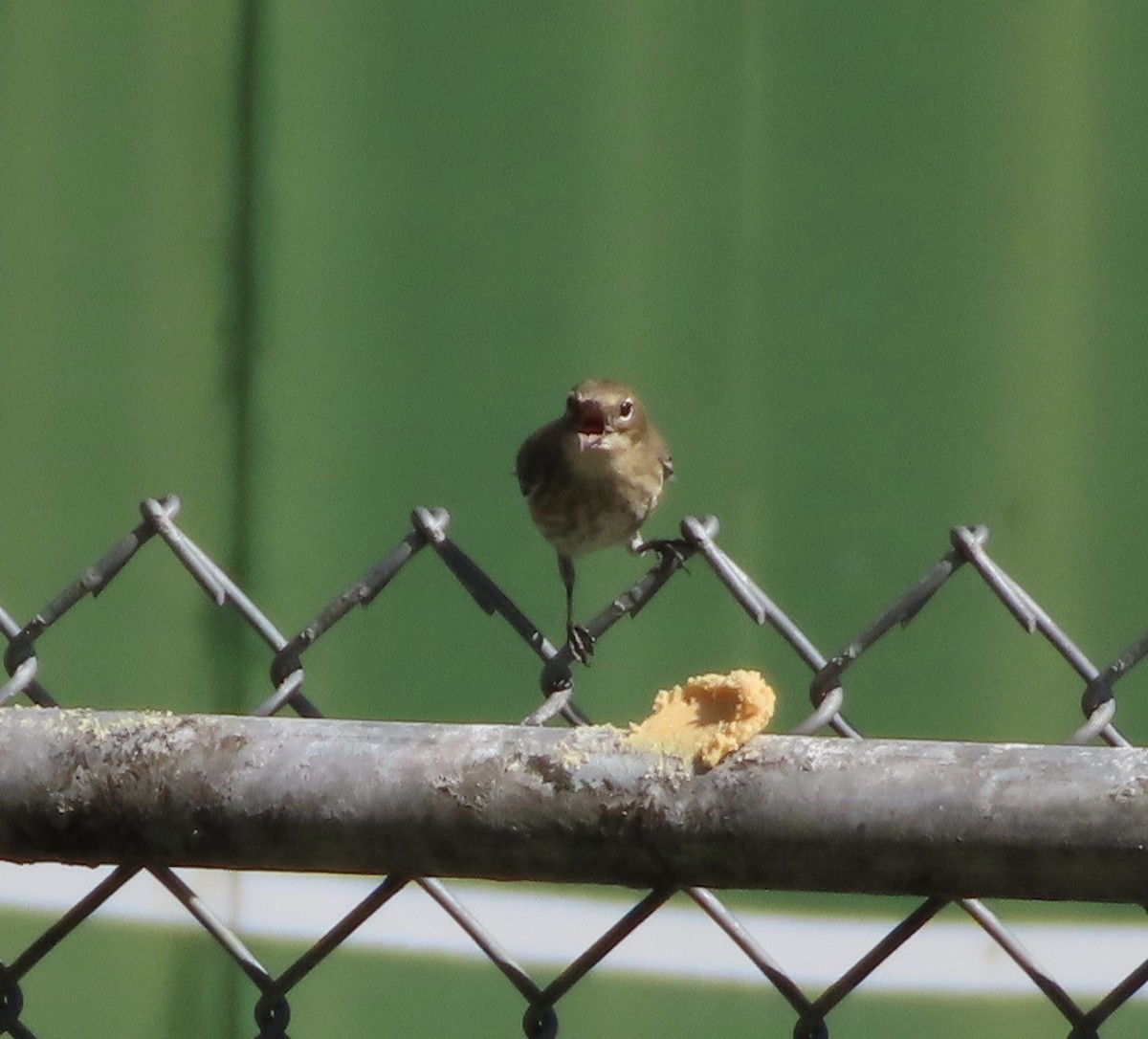 Yellow-rumped Warbler (Myrtle) - ML644812573