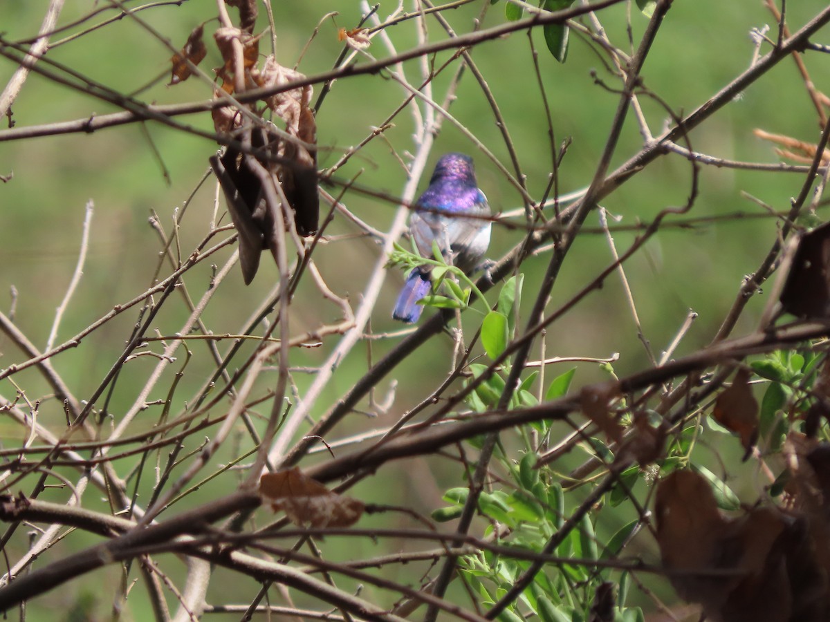 Eastern Violet-backed Sunbird - ML644812575